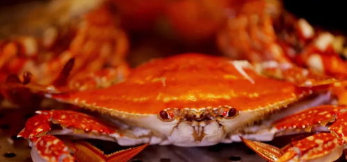 饕餮的美食体验之 蟹味儿上桌,百味淡